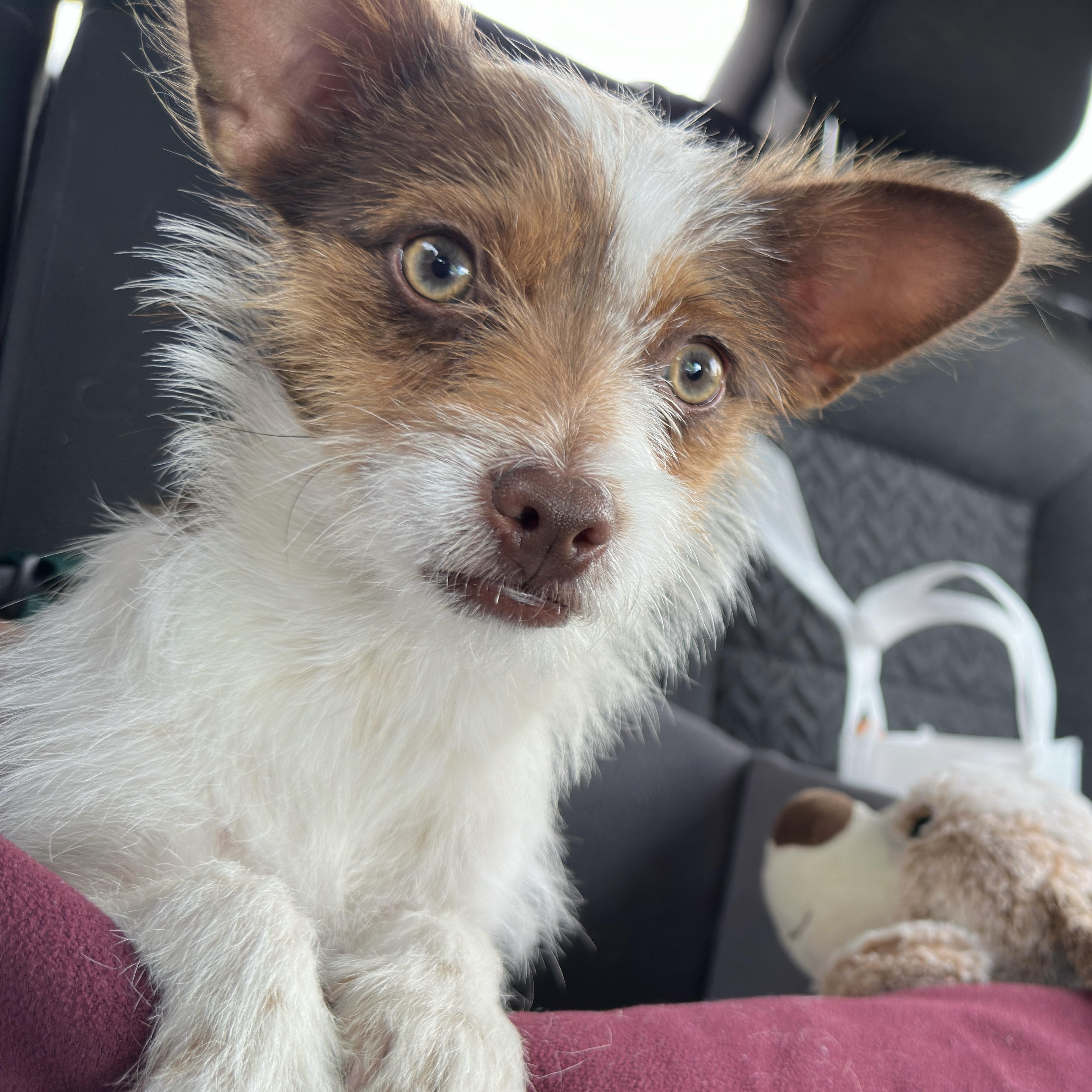Chico thumbnail 2