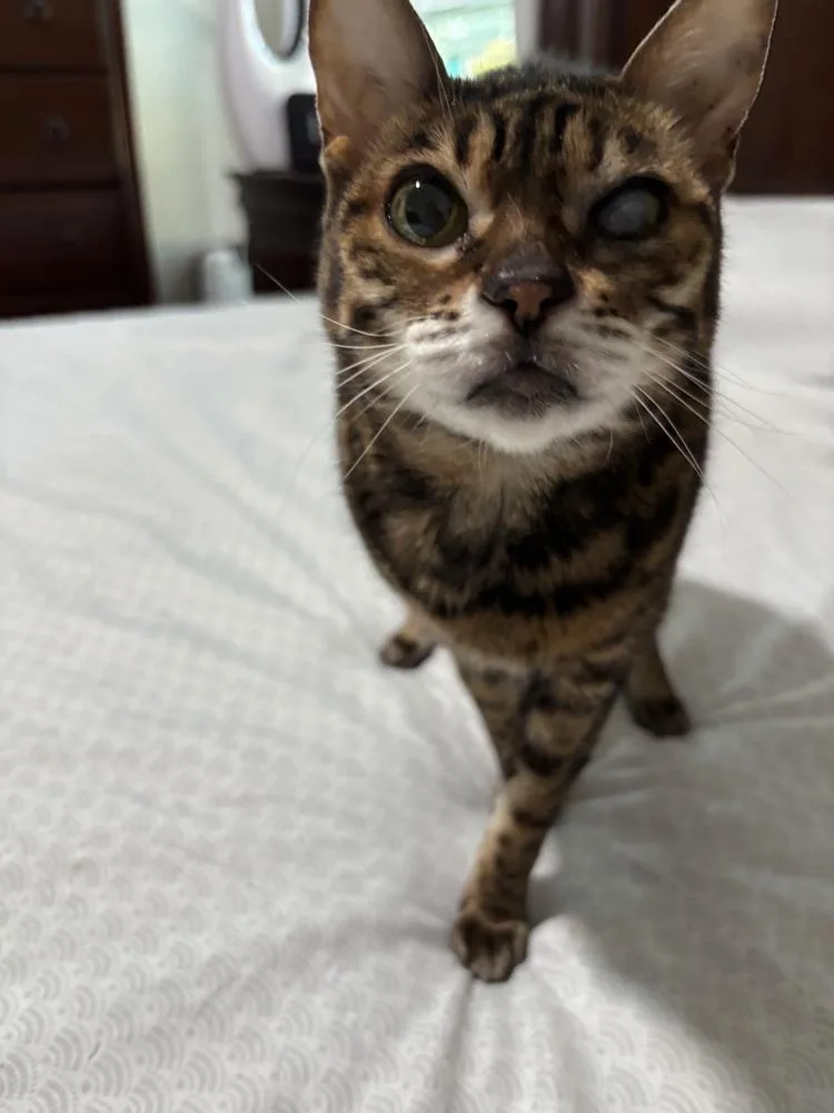 A senior medium-sized female Brown / Chocolate Bengal cat named Ruby for adoption in Deland, FL
