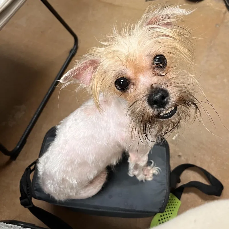 An adult small-sized female Maltese dog named Slinky for adoption in Pekin, IL