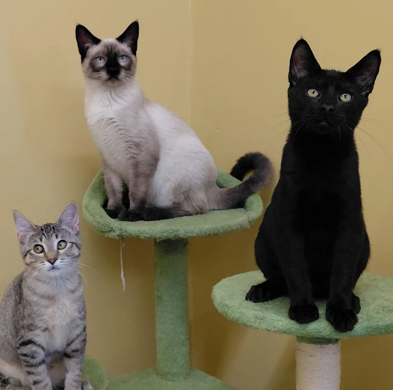 A baby small-sized female Siamese cat named Skittles for adoption in Eugene, OR