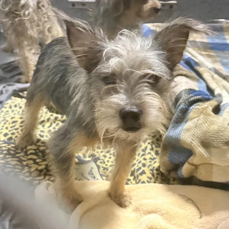 A young small-sized male Yorkshire Terrier dog named Cashew for adoption in Ewing, NJ