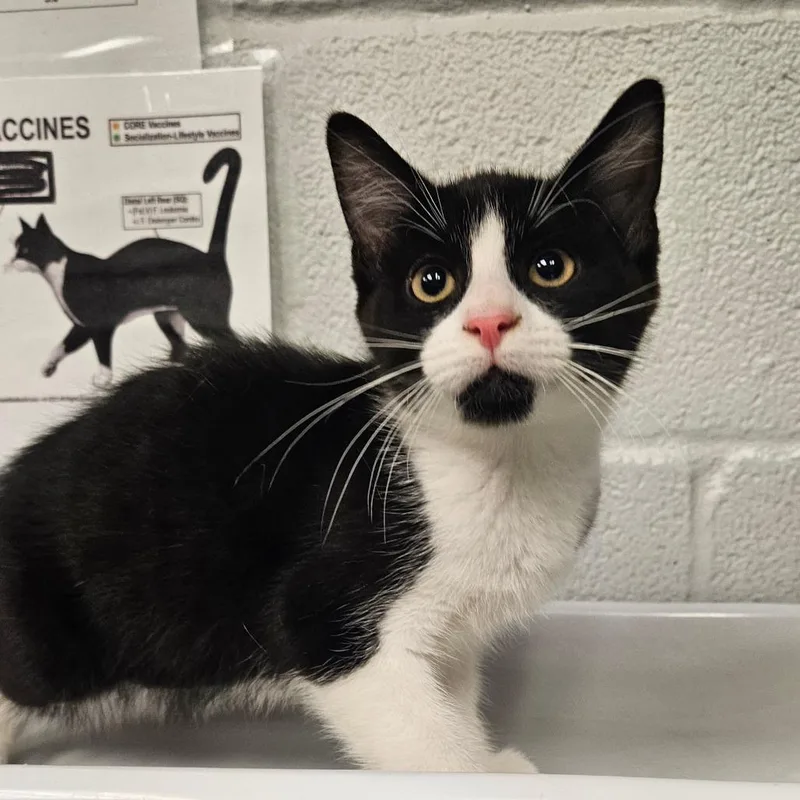 A baby small-sized female Black Domestic Short Hair cat named Laverne for adoption in Birdsboro, PA