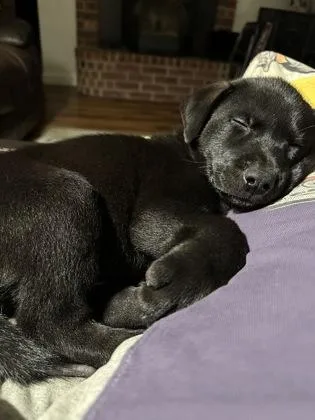 A baby medium-sized male Labrador Retriever dog named Shark Boy for adoption in Fort Worth, TX