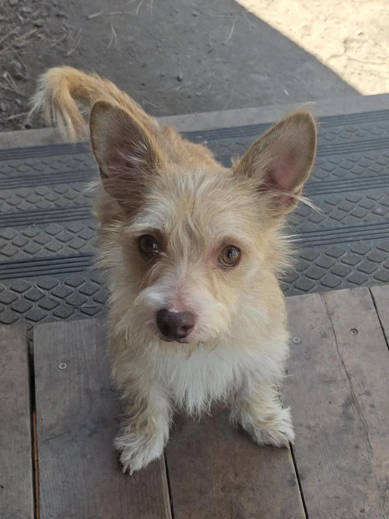Benji