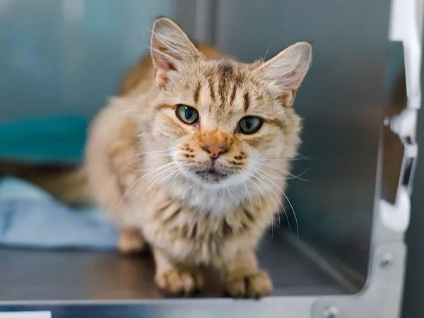 A senior medium-sized female Domestic Medium Hair cat named BitOHoney for adoption in Ridgewood, NY