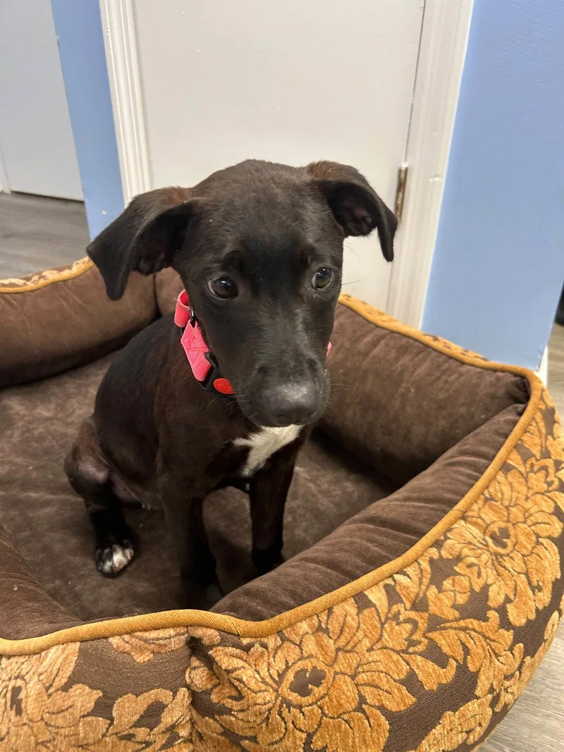 A baby medium-sized female Mixed Breed dog named Stella for adoption in Cliffwood, NJ