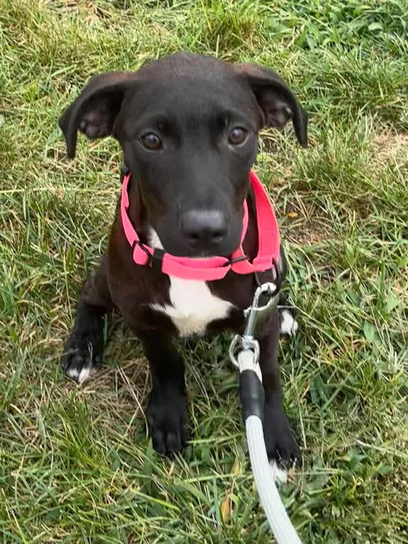 Stella thumbnail 2