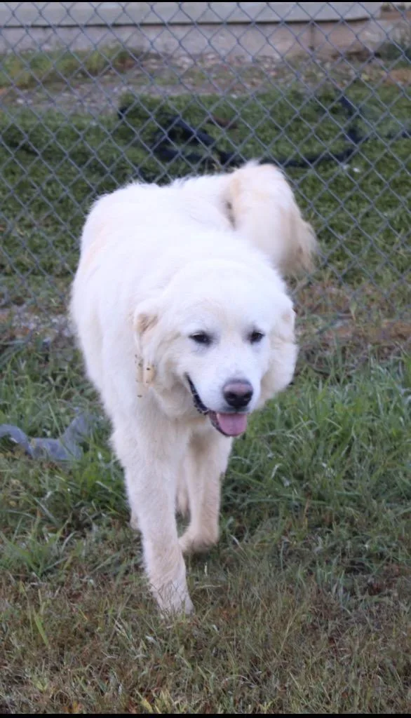 An adult extra large-sized male Mixed Breed dog named Jeffro for adoption in Morgantown, KY