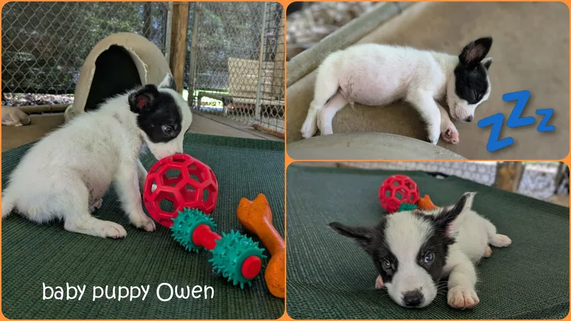 Owen thumbnail 2