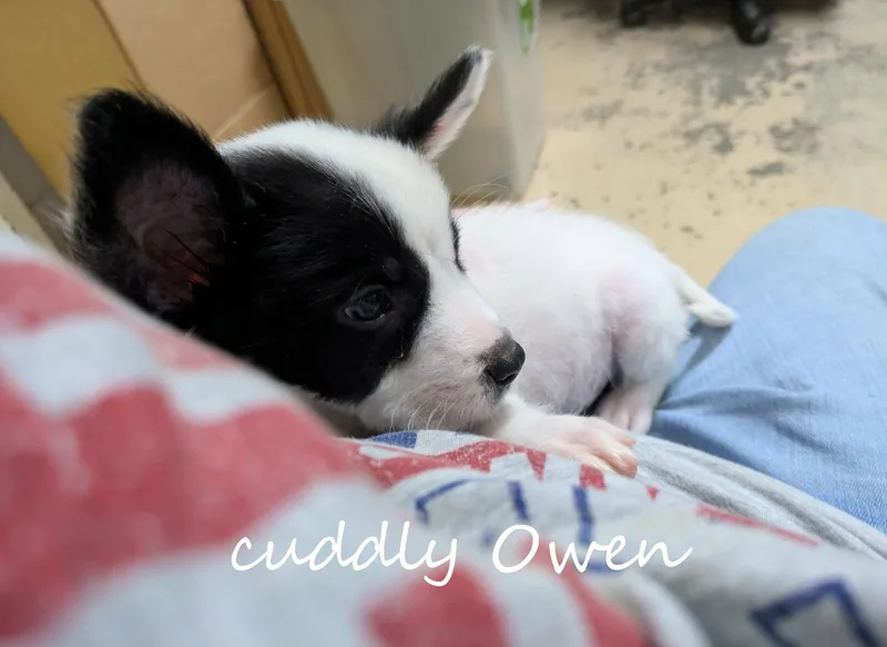 Owen thumbnail 3