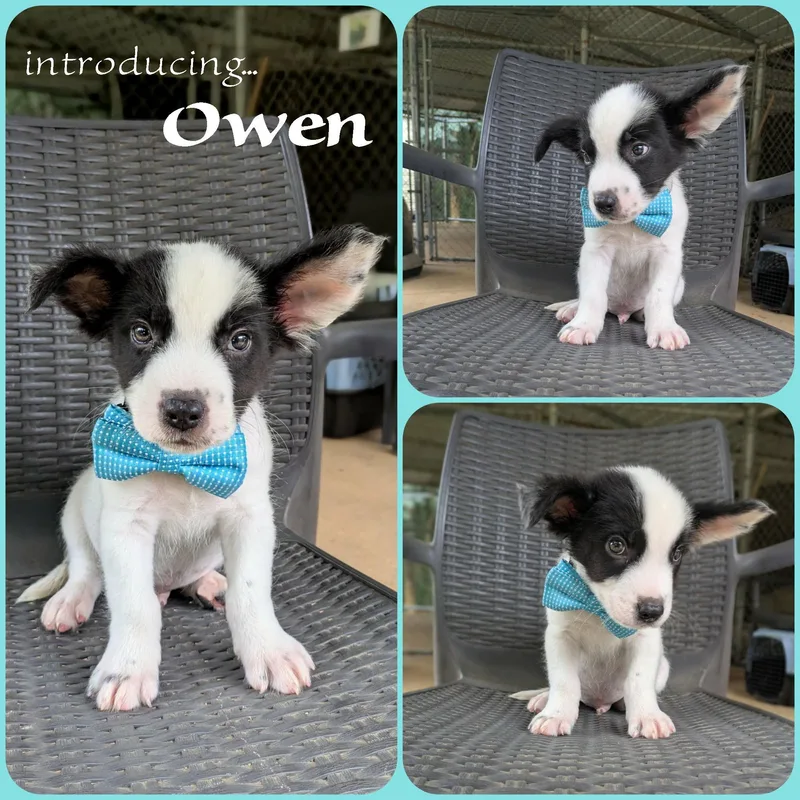 Owen thumbnail 5