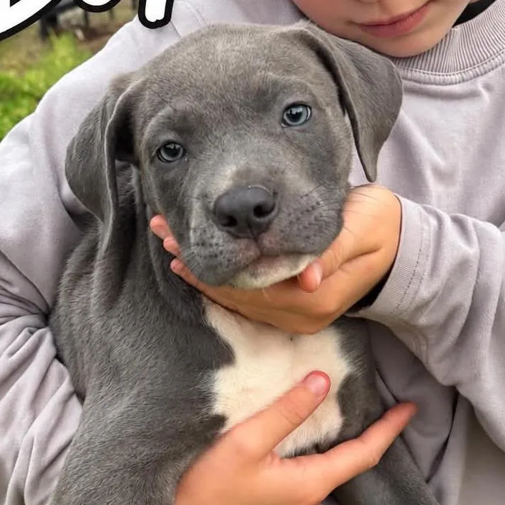 A baby small-sized male Cane Corso dog named Trigger for adoption in Odessa, TX