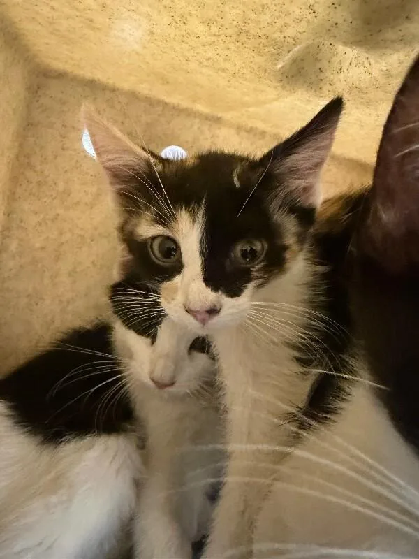 A baby small-sized female Calico Domestic Short Hair cat named You're Welcome for adoption in Fruit Heights, UT