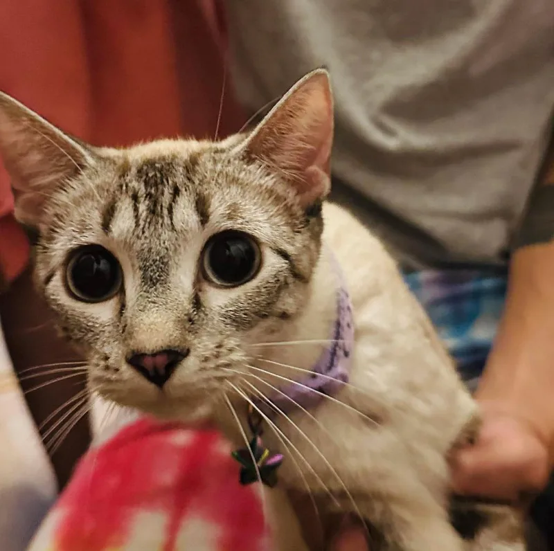 A young medium-sized female Domestic Short Hair cat named Mama Minty for adoption in Cloquet, MN