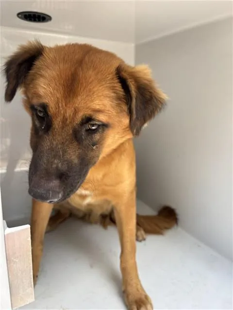 An adult large-sized male German Shepherd Dog dog named A for adoption in Houston, TX