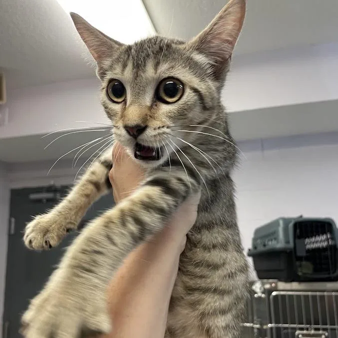 A baby medium-sized female Brown / Chocolate Domestic Short Hair cat named Caterpillar for adoption in Port Charlotte, FL