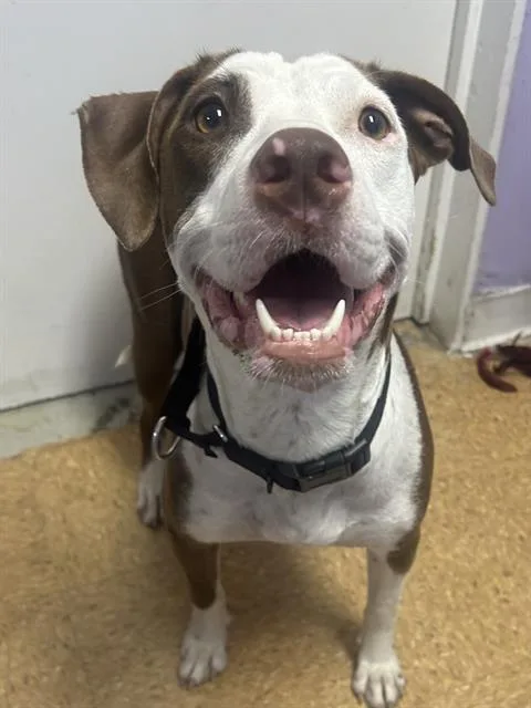 A young large-sized female American Staffordshire Terrier dog named Ariel for adoption in San Antonio, TX