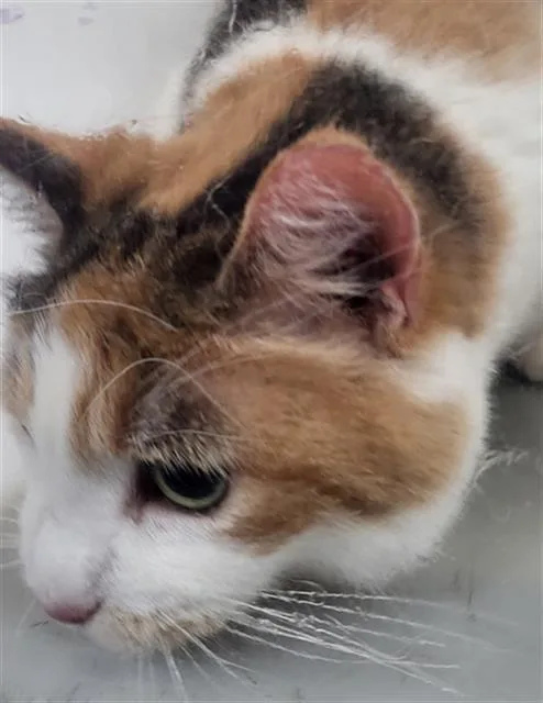 A senior medium-sized female Domestic Medium Hair cat named Russian Cream for adoption in Dallas, TX