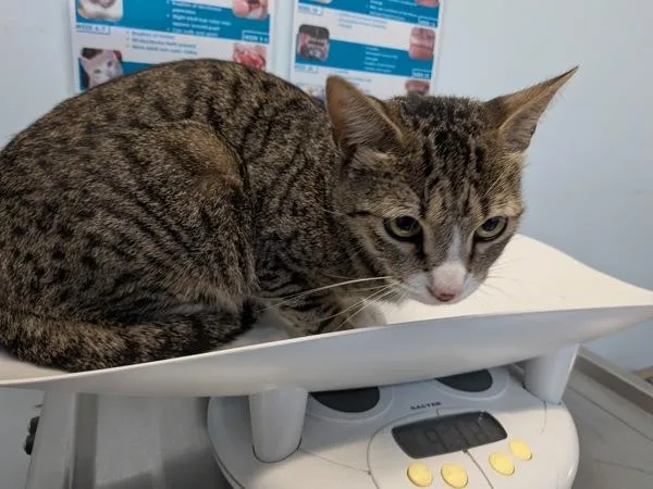 An adult medium-sized female Domestic Short Hair cat named Squeegee for adoption in Escondido, CA