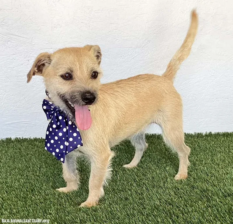 A young small-sized female Yellow / Tan / Blond / Fawn Norfolk Terrier dog named Kimberly for adoption in San Diego, CA