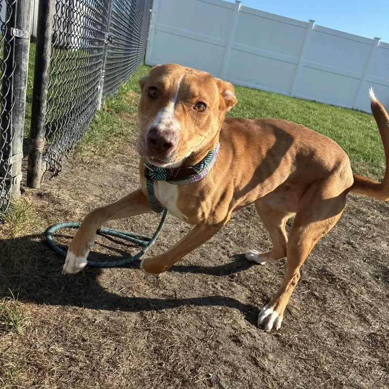 A young medium-sized female Pit Bull Terrier dog named Cream Puff for adoption in Minooka, IL