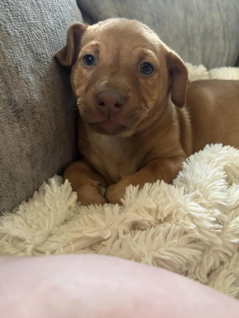 A baby medium-sized female Mixed Breed dog named Chanel for adoption in Florence, SC