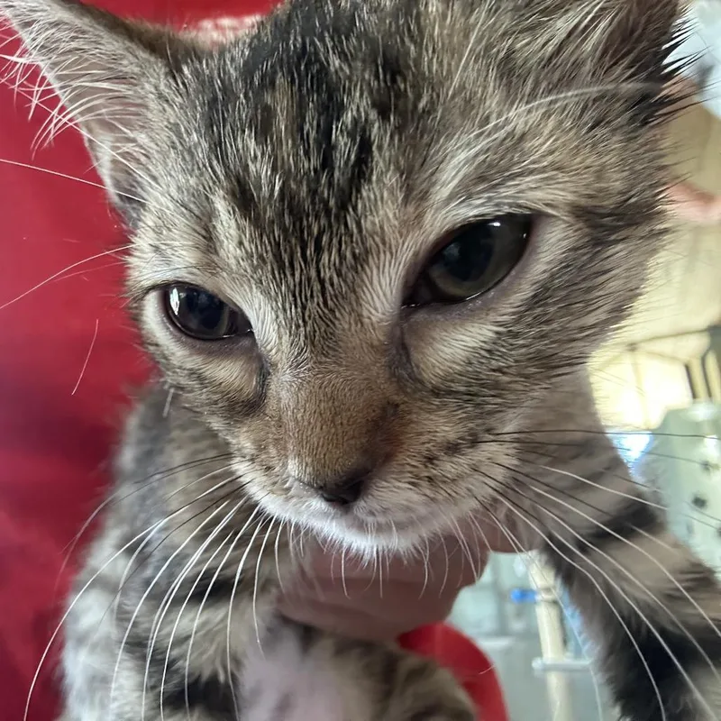 A baby small-sized female Black Domestic Short Hair cat named Fergus for adoption in Leander, TX