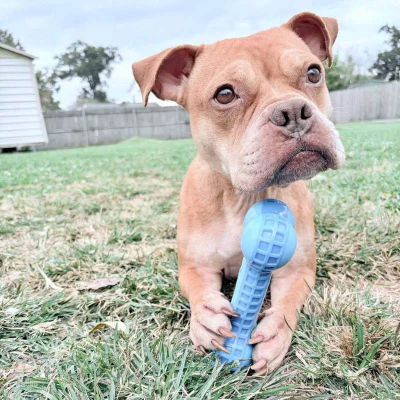 A young medium-sized female Golden American Bully dog named Saffron for adoption in Jefferson , LA