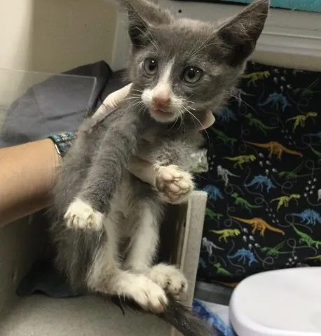 A baby small-sized male Domestic Short Hair cat named Rocket for adoption in Riverside, CA