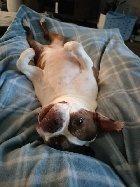 An adult small-sized female Boston Terrier dog named Millie Brown Sparta  for adoption in Maryville, TN