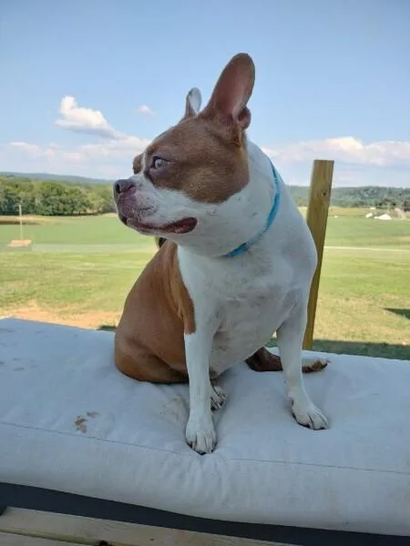 Millie Brown Sparta  thumbnail 2