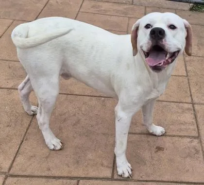 An adult large-sized male Dogo Argentino dog named Mojo for adoption in Shreveport, LA