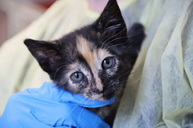 A baby small-sized female Domestic Long Hair cat named Ravioli for adoption in Tucson, AZ