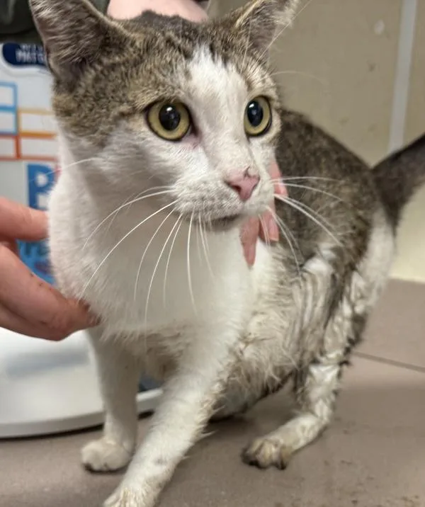An adult small-sized female Domestic Short Hair cat named Lobster for adoption in Salisbury, MD