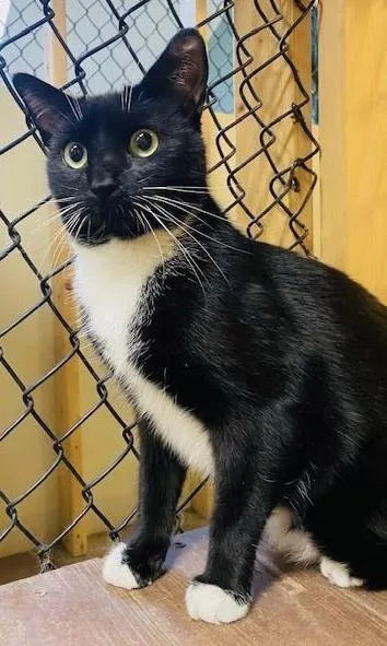 A young medium-sized male Domestic Short Hair cat named Alden for adoption in Beacon, NY