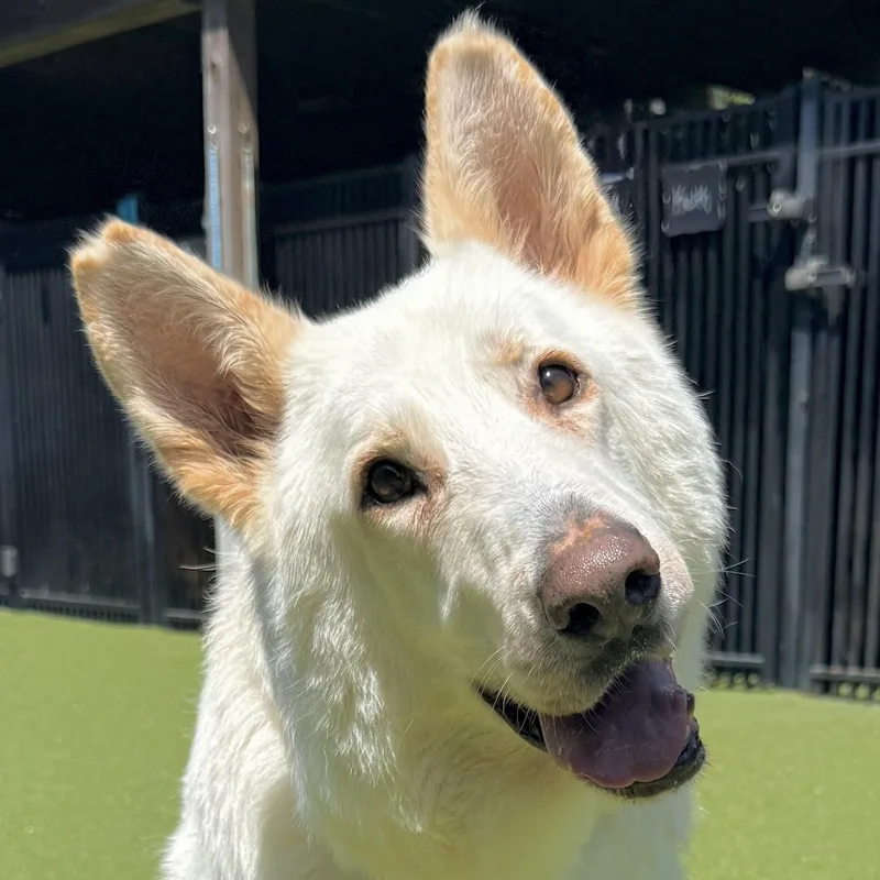 An adult large-sized male White / Cream Shepherd dog named Timber for adoption in Ridgeland, SC