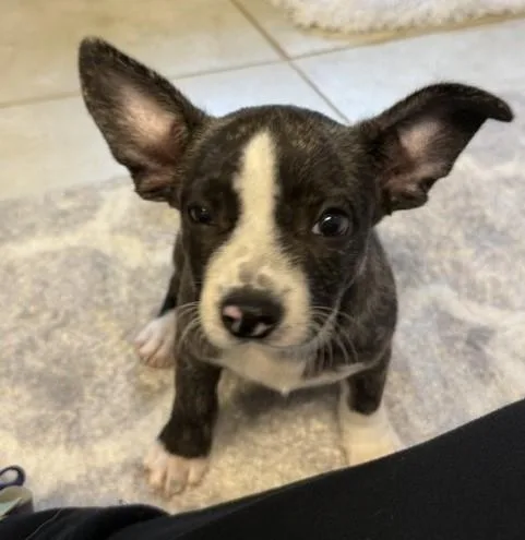 A baby medium-sized male Brindle Boston Terrier dog named Boston for adoption in Tulsa, OK