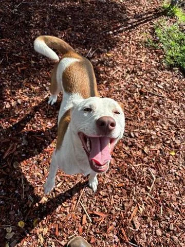 A young medium-sized female Terrier dog named Calliope for adoption in Panama City, FL