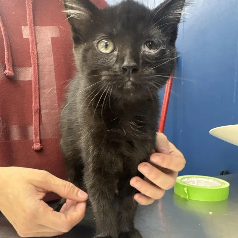 A baby small-sized female Black Domestic Short Hair cat named Dusk for adoption in Oak Hill, WV