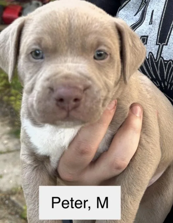 A baby medium-sized male White / Cream Labrador Retriever dog named Peter for adoption in Parma, OH