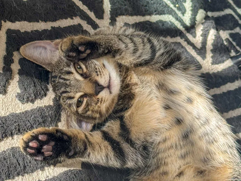 A baby medium-sized female Tabby cat named Linguine for adoption in Lighthouse Point, FL