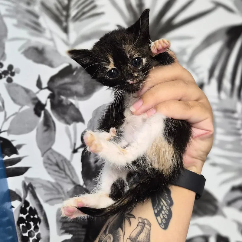 A baby small-sized female Tortoiseshell Domestic Short Hair cat named Lace for adoption in Wahiawa, HI
