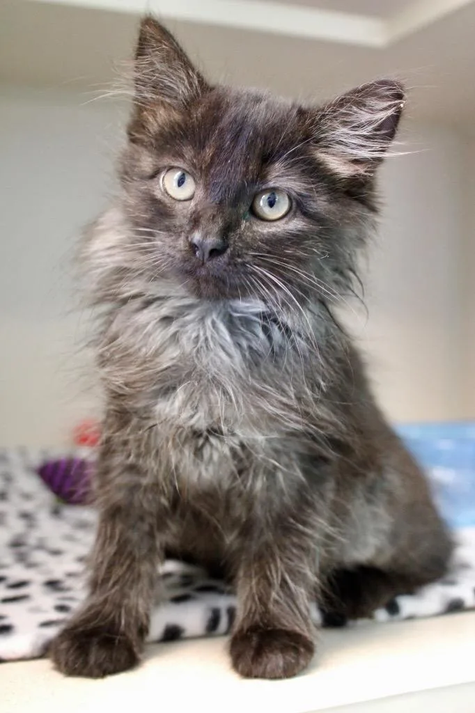 A baby medium-sized female Domestic Short Hair cat named Vera for adoption in Morgantown, KY