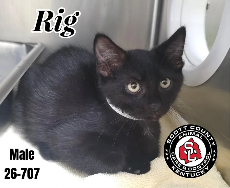 A baby small-sized male Domestic Short Hair cat named Rig for adoption in Georgetown, KY