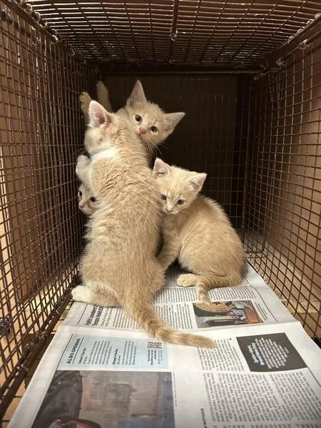 An adult small-sized unknown Domestic Short Hair cat named Waffle for adoption in Austin, TX