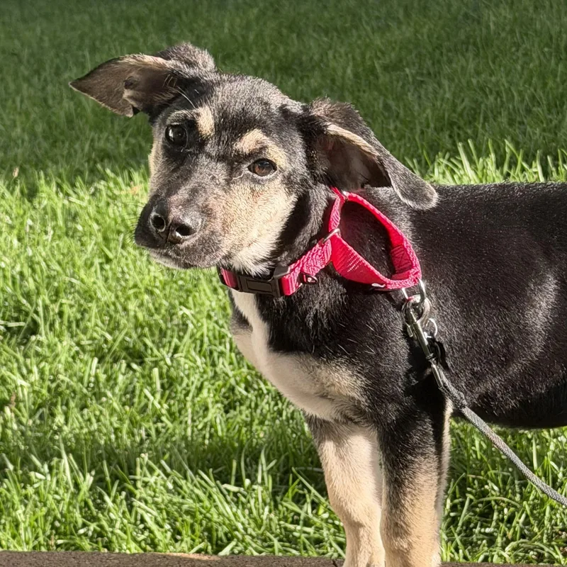 A baby medium-sized female Tricolor (Brown, Black, & White) Mixed Breed dog named Glory for adoption in Libertyville, IL