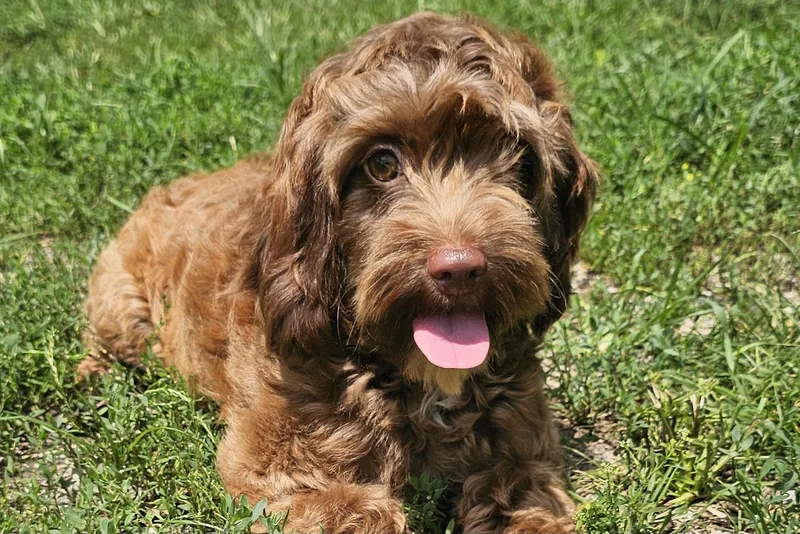 A young small-sized female Brown / Chocolate Cockapoo dog named Merida for adoption in Lexington, KY