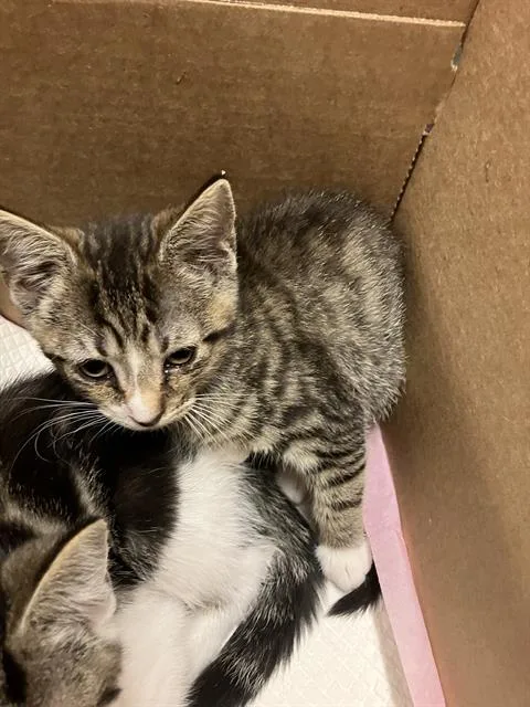 A baby small-sized male Domestic Short Hair cat named Eagle for adoption in Long Beach, CA