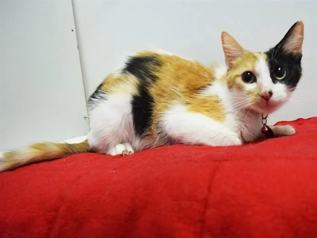 A young medium-sized female Domestic Short Hair cat named Harley Quinn for adoption in Sacramento, CA
