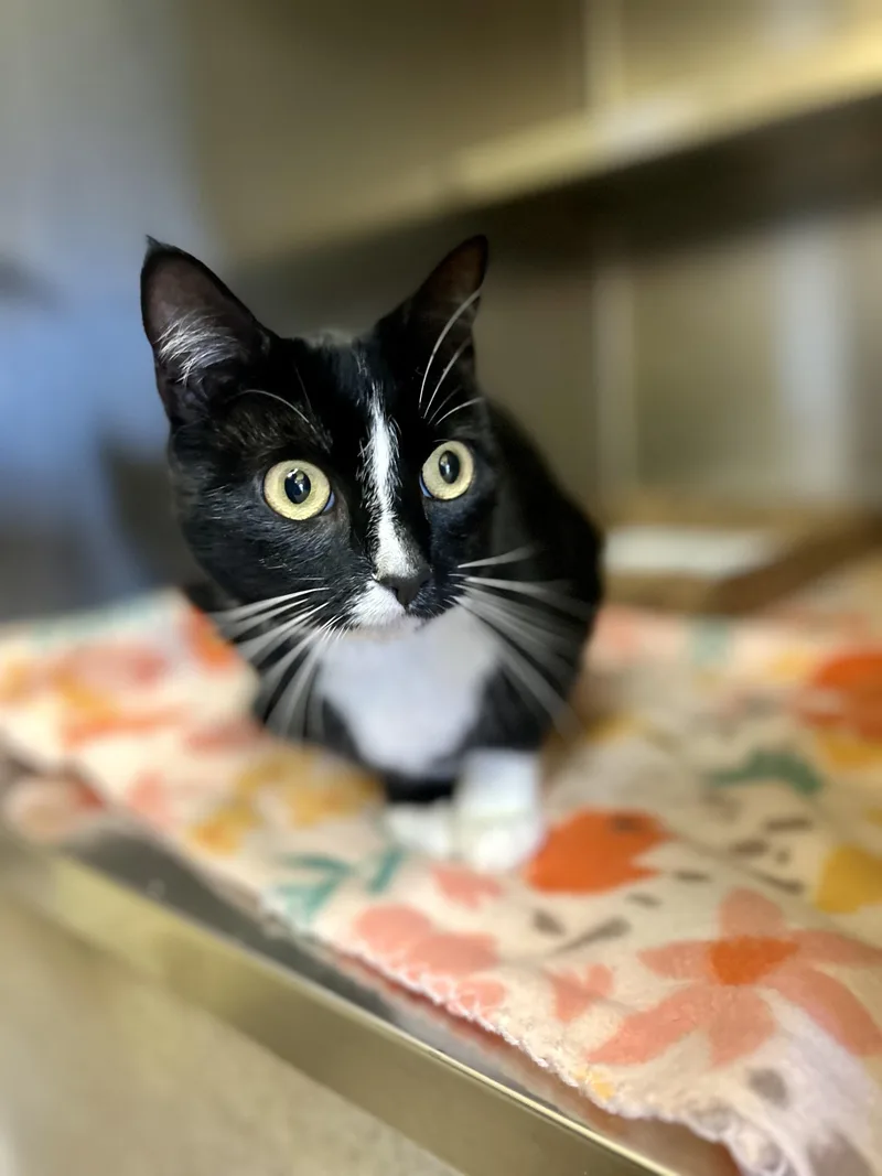 An adult medium-sized female Black & White / Tuxedo Domestic Short Hair cat named Clawdia for adoption in Dayton, OH